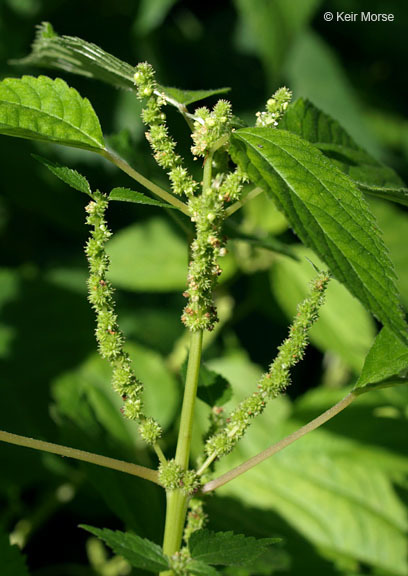 Слика од Boehmeria cylindrica (L.) Sw.