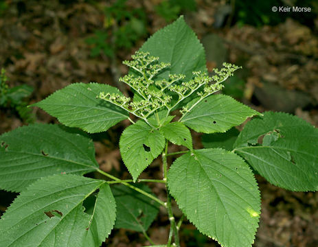 Sivun Laportea canadensis (L.) Wedd. kuva