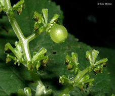 Image of Canadian woodnettle