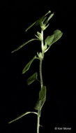 Image of Pennsylvania pellitory