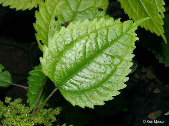 Image of Canadian clearweed