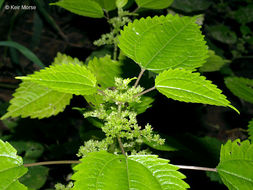 Image of Canadian clearweed