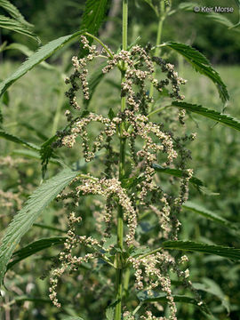 Image of <i>Urtica dioica</i> ssp. <i>gracilis</i>