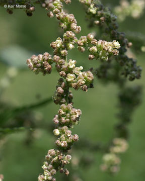 Image of <i>Urtica dioica</i> ssp. <i>gracilis</i>