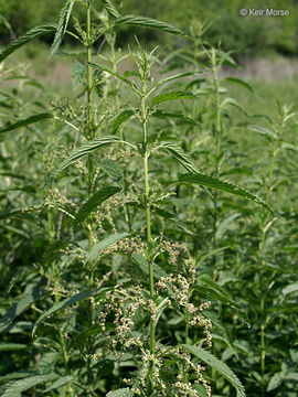 Image of <i>Urtica dioica</i> ssp. <i>gracilis</i>