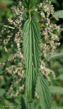 Image of <i>Urtica dioica</i> ssp. <i>gracilis</i>