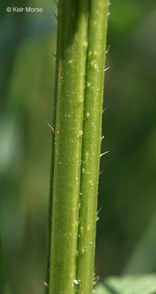 Image of <i>Urtica dioica</i> ssp. <i>gracilis</i>