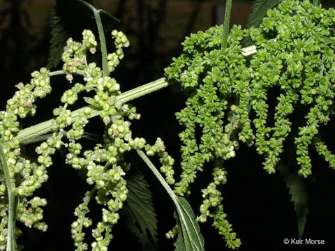 Image de <i>Urtica dioica</i> ssp. <i>gracilis</i>