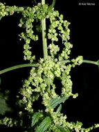 Image of <i>Urtica dioica</i> ssp. <i>gracilis</i>