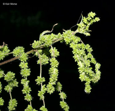 Image of <i>Urtica dioica</i> ssp. <i>gracilis</i>