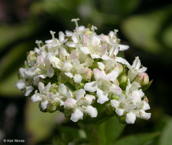 Image of <i>Valeriana dioica</i> var. <i>sylvatica</i>