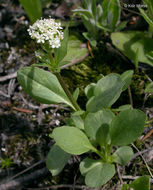 Image of <i>Valeriana dioica</i> var. <i>sylvatica</i>