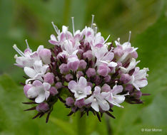 Image of Mountain Heliotrope