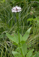 Image of Mountain Heliotrope