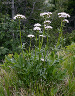 Image of Mountain Heliotrope