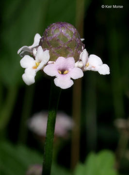 Plancia ëd Phyla lanceolata (Michx.) Greene