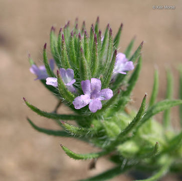 Image of bigbract verbena