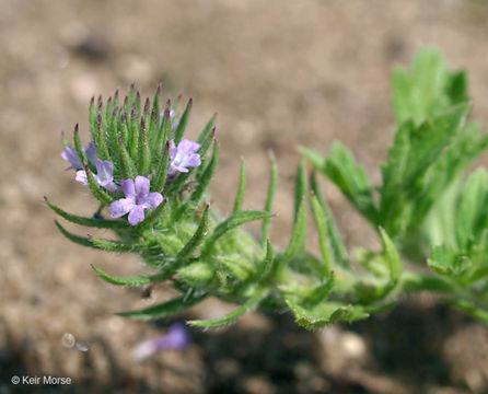Image of bigbract verbena