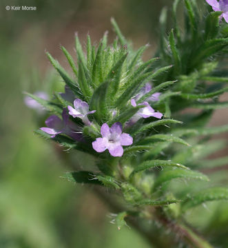 Image de Verbena bracteata Cav. ex Lag. & Rodr.