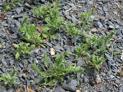 Sivun Verbena bracteata Cav. ex Lag. & Rodr. kuva