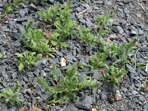 Image of bigbract verbena