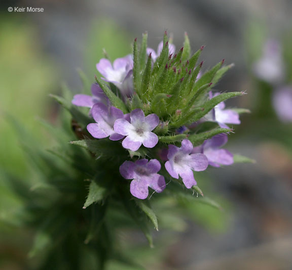 Sivun Verbena bracteata Cav. ex Lag. & Rodr. kuva