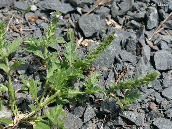 Image de Verbena bracteata Cav. ex Lag. & Rodr.