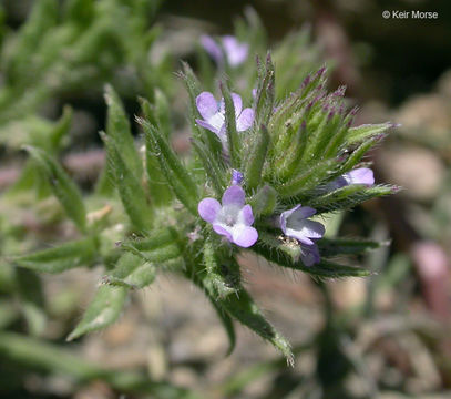 Image of bigbract verbena