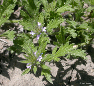 Sivun Verbena bracteata Cav. ex Lag. & Rodr. kuva