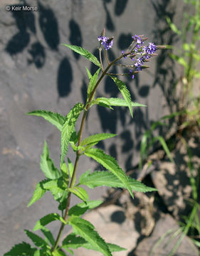 Image of swamp verbena