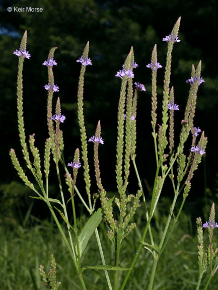 Sivun Verbena hastata L. kuva