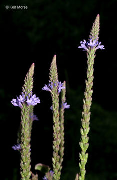 Image of swamp verbena