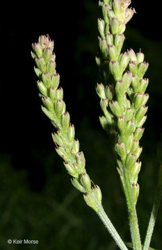 Image of swamp verbena