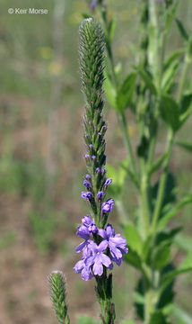 Imagem de Verbena stricta Vent.