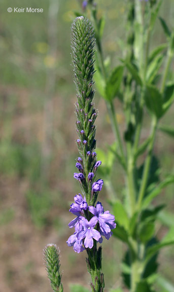 Image of hoary verbena