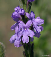 Image of hoary verbena