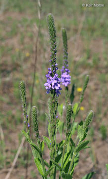 Image of hoary verbena