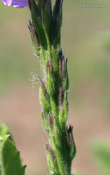 Image of hoary verbena