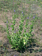 Image of hoary verbena