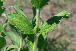 Image de Verbena stricta Vent.