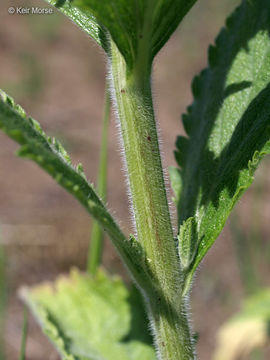 Imagem de Verbena stricta Vent.