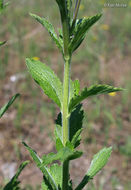 Image of hoary verbena