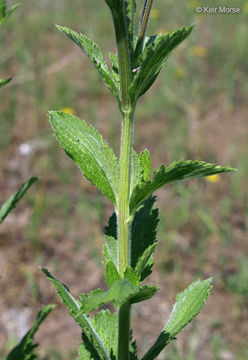 Image of hoary verbena