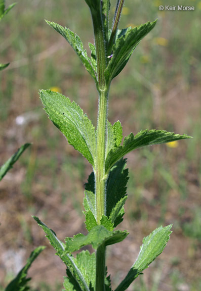 Image de Verbena stricta Vent.