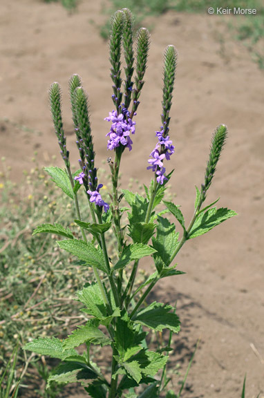 Image of hoary verbena