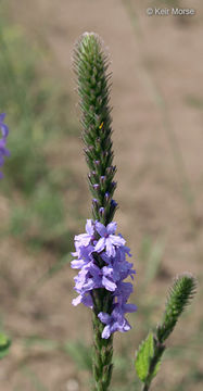 Image of hoary verbena