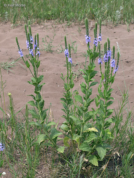 Image de Verbena stricta Vent.