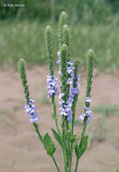 Image of hoary verbena