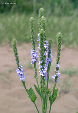 Image of hoary verbena