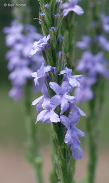 Image de Verbena stricta Vent.